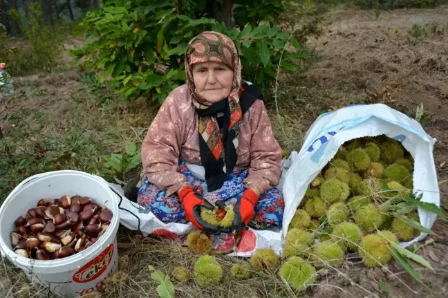 Bigadiç'te Kestane Hasadı Başladı, Üreticinin Yüzü Güldü