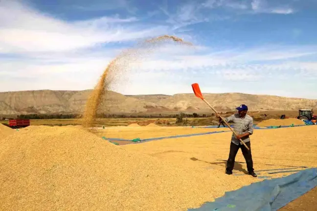 Kırıkkale'de Çeltik Hasat Sezonu Başladı