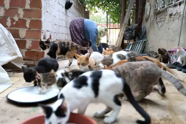 Elazığ'da 70 Kediye Bakan Nuriye Teyze: 'Hayvanlara İşkenceye Son Verilsin'