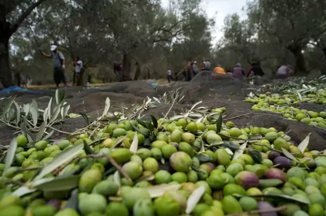 Balıkesir'de Zeytin Hasadı Tüm Hızıyla Sürüyor