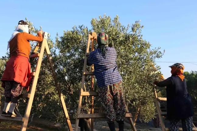 Ayvalık'ta Geleneksel Zeytin Hasadı Dualarla Başladı