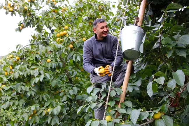 Cennet Hurması, Amasya'nın Ekonomik Can Simidi Oldu