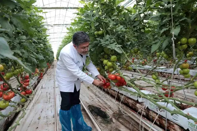 Bakan Yumaklı, Diyadin Tarıma Dayalı İhtisas Sera Organize Sanayi Bölgesi'ni İnceledi