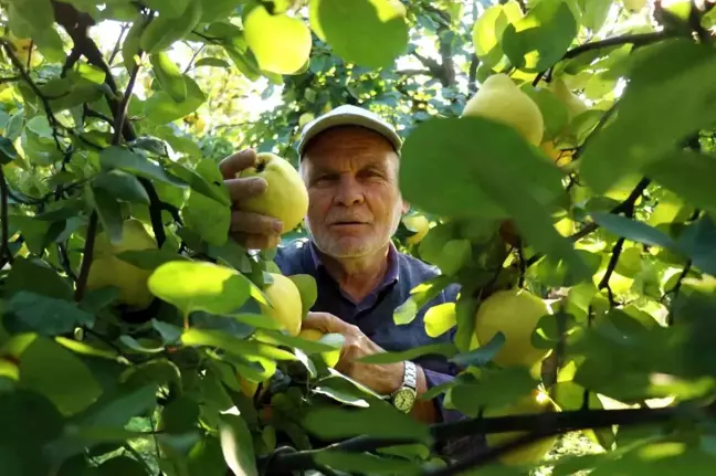 Sakarya'nın Coğrafi İşaretli Ayvası Dünyaya İhraç Ediliyor