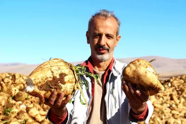 Kahramanmaraş'ta Şeker Pancarı Hasadı Yüz Güldürüyor