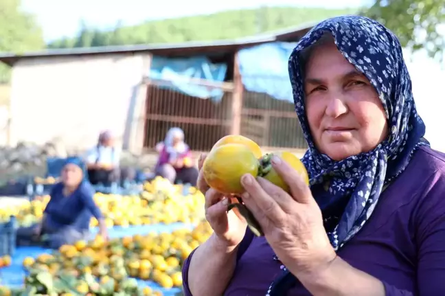 Adana'nın Kozan İlçesinde Trabzon Hurması Hasadı Başladı