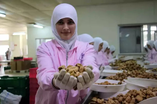 Aydın İnciri Dünya Pazarında Yükseliyor