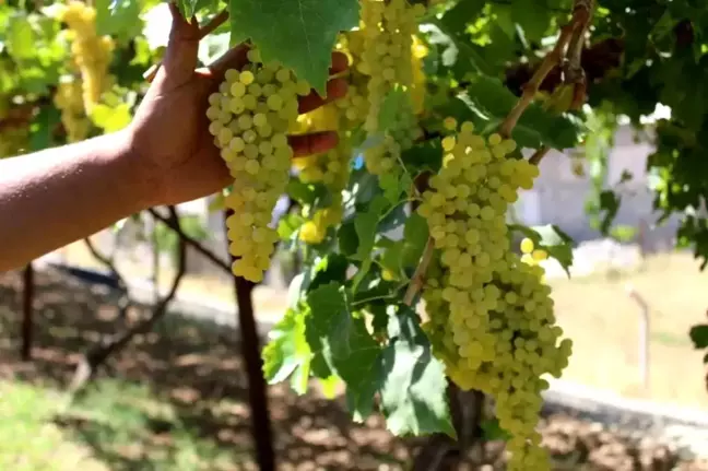 Siirt'te Bağcılık Projesi İçin Son Başvuru Tarihi 8 Kasım