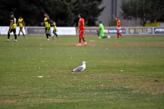 Tekirdağspor Maçında Martı Renkli Anlar Yaşattı