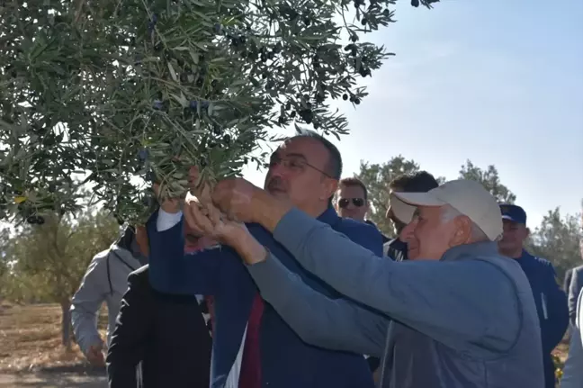 Vali Recep Soytürk, Zeytin Hasadına Katıldı