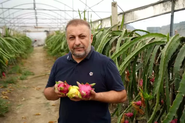 Bilecik'te Ejder Meyvesi Üretimi Hızla Artıyor