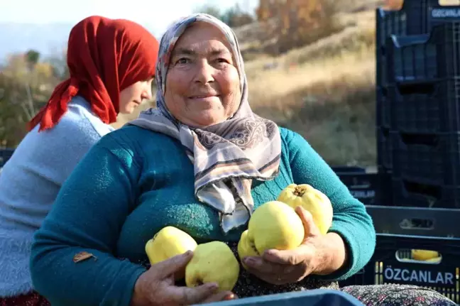 Kahramanmaraş'ta Ayva Hasadı Başladı