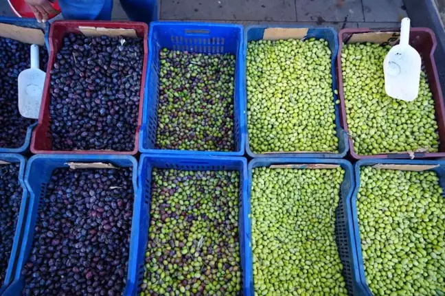 Kilis'te Yeni Mahsul Sofralık Yeşil Zeytin Satışa Sunuldu