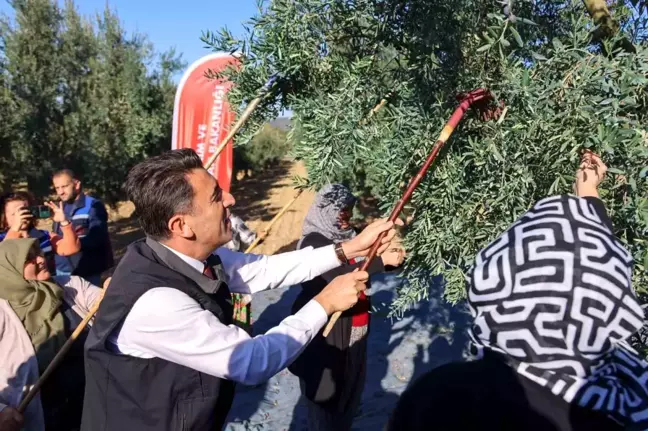 Bilecik'te Zeytin Hasadı Etkinliği Düzenlendi