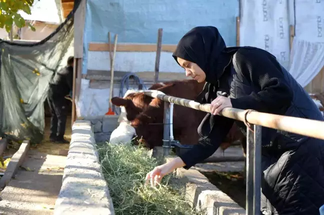 Erzincan'da Gıda Mühendisi Betül Kara, Devlet Desteğiyle Besi Çiftliği Kurdu