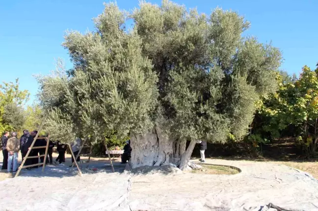 Mersin'in Mut İlçesinde 1300 Yıllık Zeytin Ağacından Hasat Yapıldı