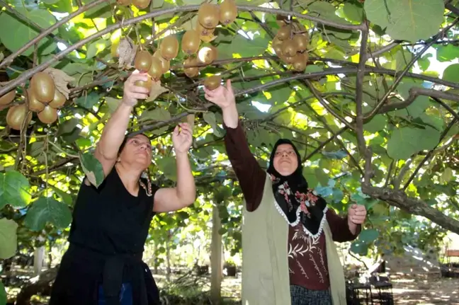 Ordu Kivisi'nde Hasat Devam Ediyor: Ekonomik Katkı 300 Milyon TL