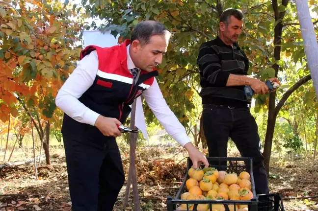 Şırnak'ta Cennet Hurması Üretimi Artıyor