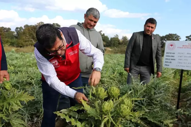 Muğla'da Enginar Hasadı ve Organik Gökova Susamı Desteği