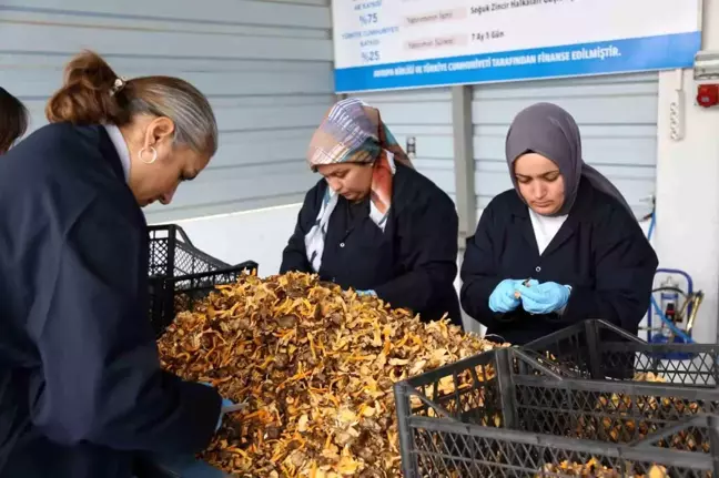 Kastamonu Mantarları Avrupa'ya İhraç Ediliyor