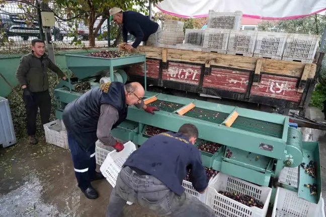 Edremit Körfezi'nde Zeytin Eleme Çalışmaları Başladı