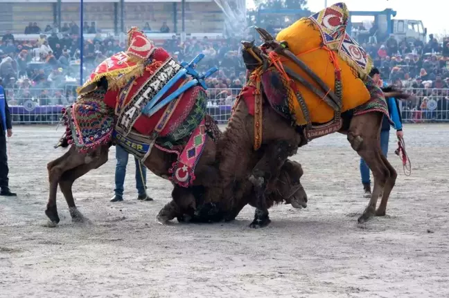 Aydın Karpuzlu'da Deve Güreşi İçin Hazırlıklar Sürüyor