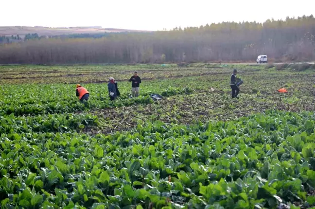 Diyarbakır Hevsel Bahçeleri'nde Sezon Sonu Hasadı Başladı