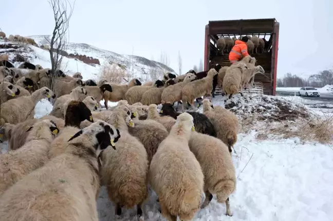 Erzincan'da Erken Yağan Kar Hayvancılığı Olumsuz Etkiledi