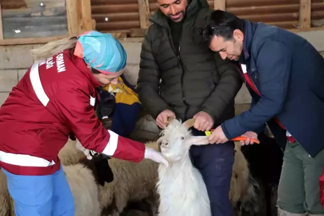 Zorlu Kış Şartlarında Van'da Hayvan Aşı ve Kimliklendirme Çalışmaları Sürüyor