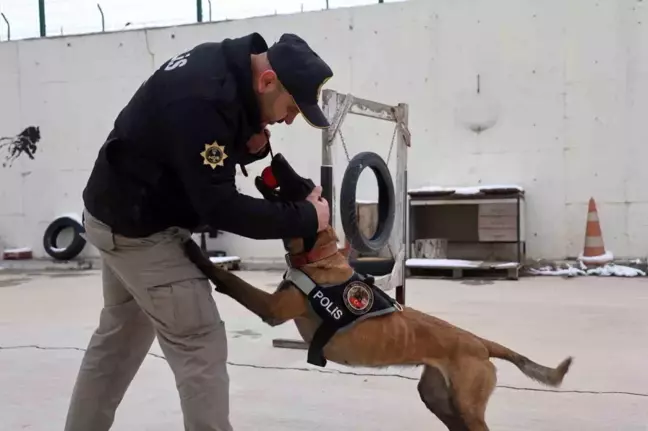 Konya'da Hassas Burunlu Köpekler Narkotik Operasyonlarının Gizli Kahramanları