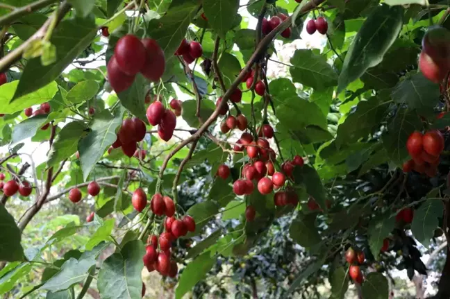 Rize'de Tropikal Tamarillo Meyvesi Yetiştiriliyor