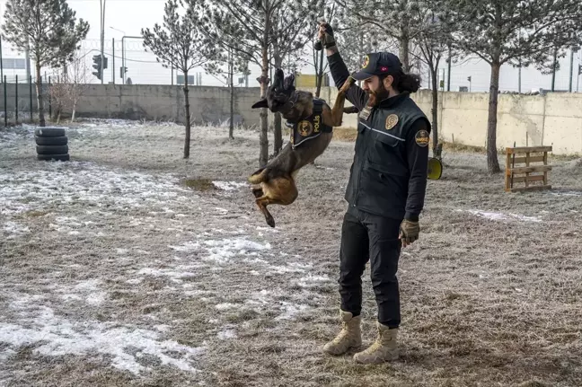 Kars'ta Narkotik Dedektör Köpeği Şila, Uyuşturucu ile Mücadelenin Kahramanı