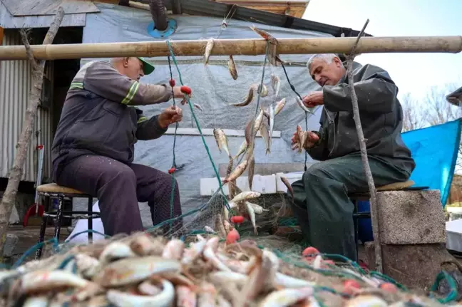 Sakarya'da Balık Bolluğu Yaşanıyor