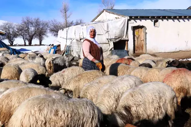 Van'da Kadınlar Hayvancılıkla Geçimlerini Sağlıyor