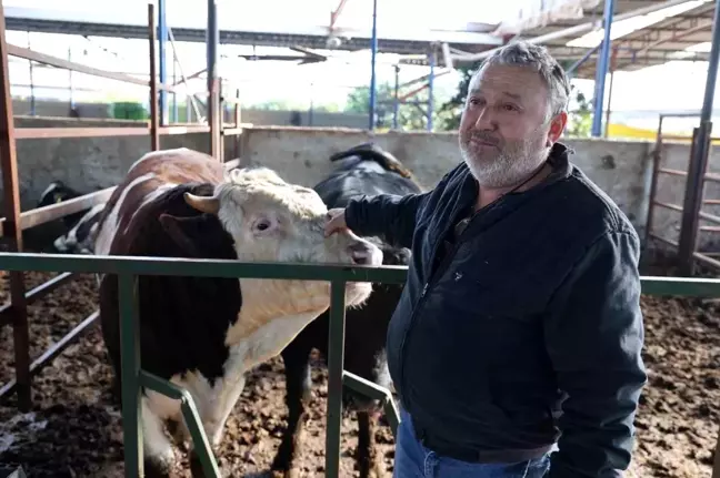 Aydın'da Öfkeli Boğanın Saldırısında Ölümden Dönüldü