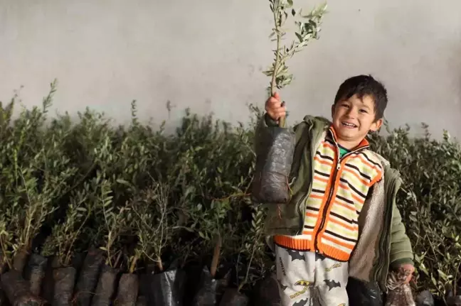 Muğla'da Yangından Zarar Gören Tarım Alanları İçin Zeytin Fidanı Dağıtımı Başlatıldı