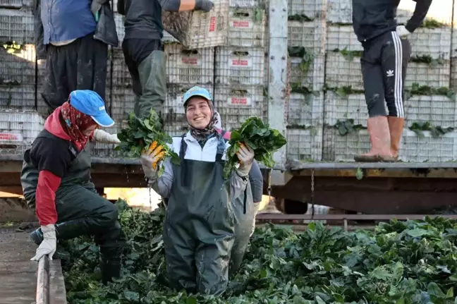 Adana'da Ispanak Hasadı Başladı, Kilo Fiyatı 14 Lira