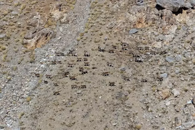 Van ve Hakkari Dağlarında Yaban Keçileri Popülasyonu Artıyor