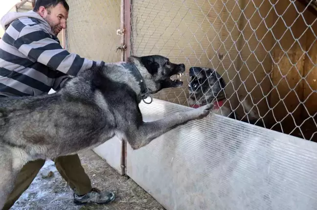 Kangal Köpekleri Kurtların Azılı Düşmanı