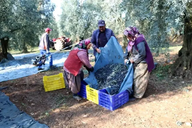 Türkiye'nin Zeytinyağı İhracatı Yüzde 101 Arttı