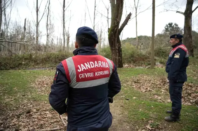 Bursa'da Ayı Barınaktan Kaçtı, Arama Kurtarma Çalışmaları Devam Ediyor