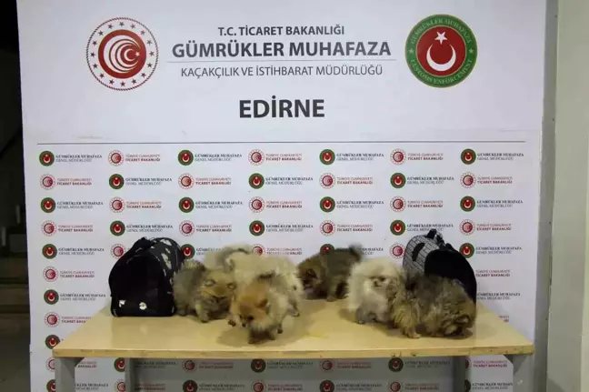 Gümrüklerde Kaçak Ticaret Operasyonları: 20 Bin Cep Telefonu ve 8 Pomeranian Ele Geçirildi