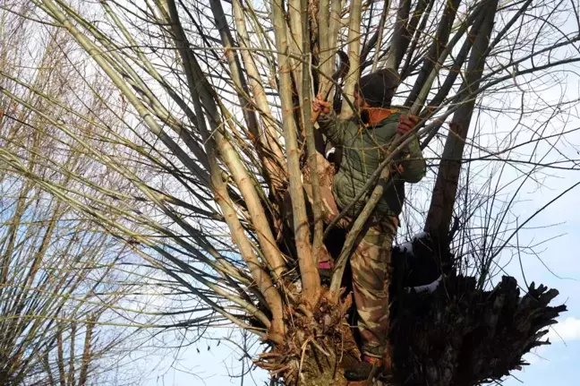 Muş'ta Besiciler Söğüt Dalları ile Yem Tasarrufu Sağlıyor