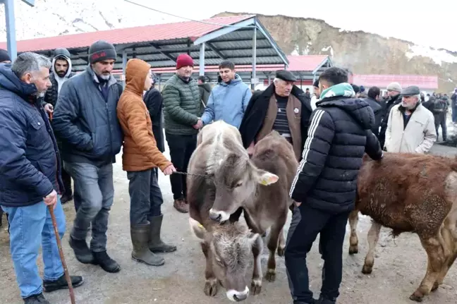 Oltu Canlı Hayvan Pazarı Bir Aydan Sonra Yeniden Açıldı