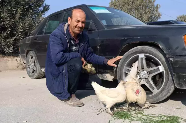 Hatay'da Araba Pazarında Tavuk ve Horoz Satışı