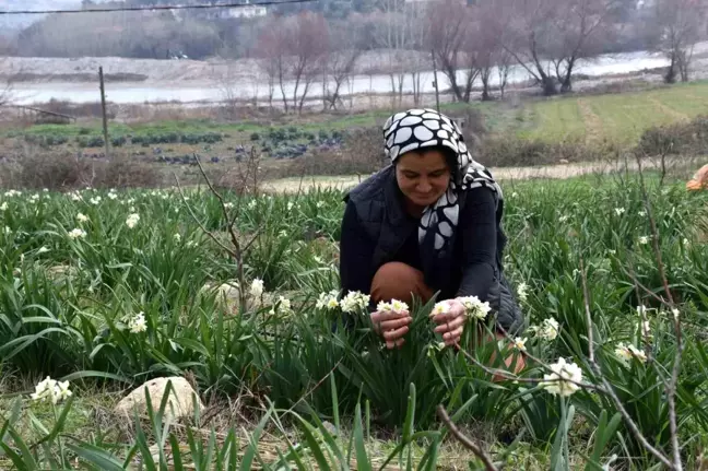 Mersin'de Hobi Olarak Başladı, 5 Bin Kök Nergis Yetiştirdi