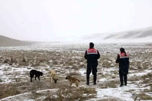 Aksaray'da Jandarma Ekipleri Hayvanlara Yem Bırakıyor