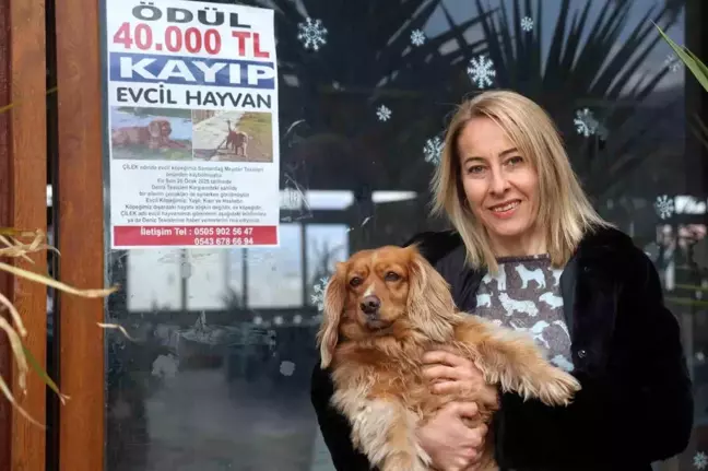 Kaybolan Köpeği İçin 40 Bin TL Ödül