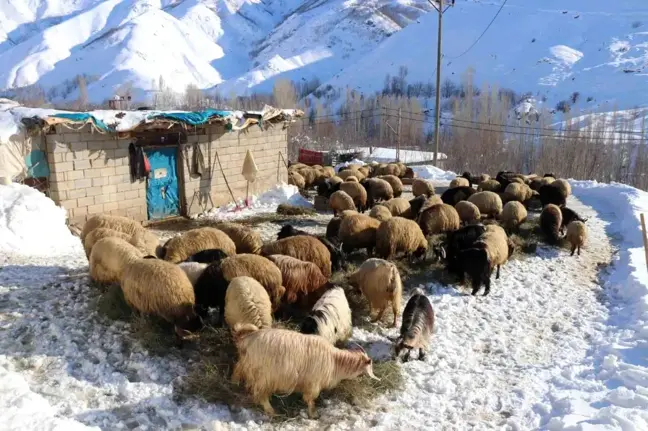 Bitlis'te Besiciler Zorlu Kış Şartlarına Rağmen Hayvanlarını Besliyor