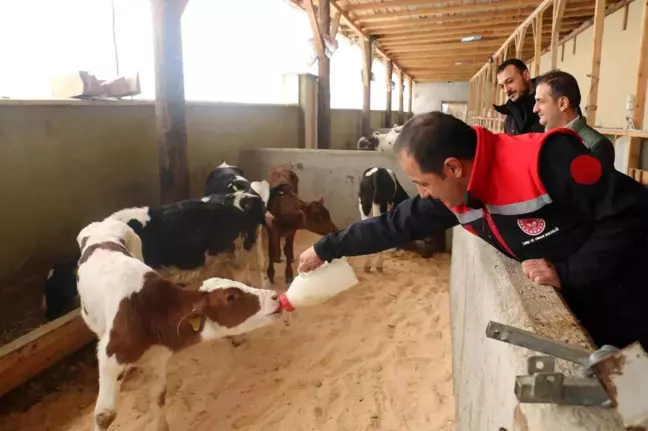 Erzincan'da Büyükbaş Hayvancılıkta Arilik Belgesi Çalışmaları Hızlandı